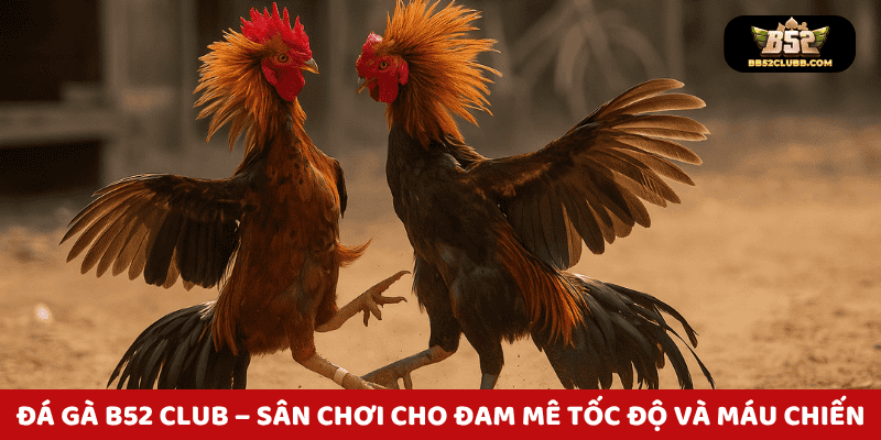 Đá gà B52 Club - Sân chơi cho đam mê tốc độ và máu chiến!